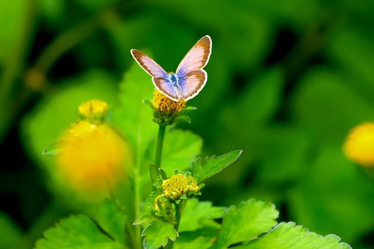 pexels edias vandirai 2149636580 30951516