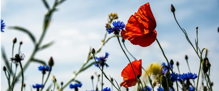 palle knudsen pn32osmwfhq unsplash